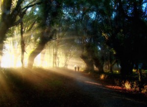 Camino Francés - Sunlight in the forest between Barbadelo & Morgade