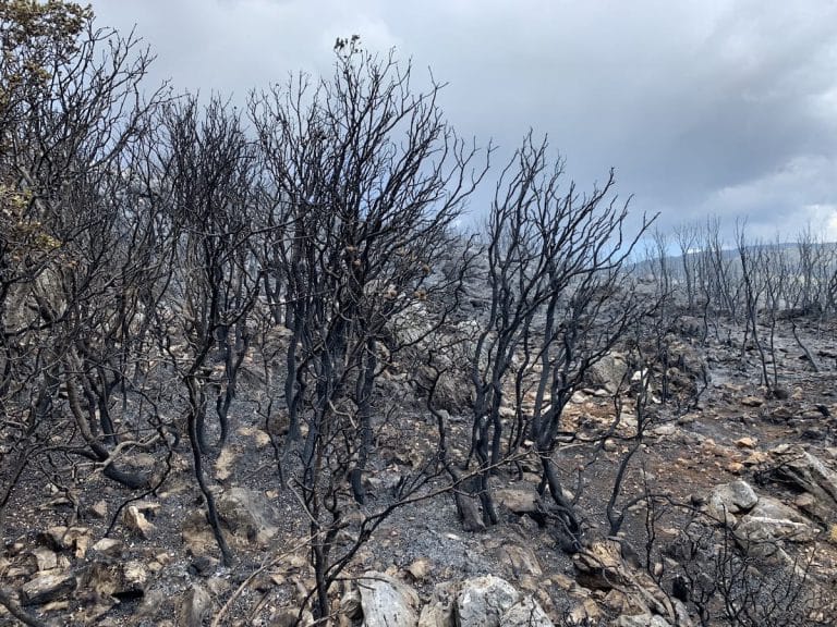 Woodland damage from fire Between Bezirgan & Sarıbelen