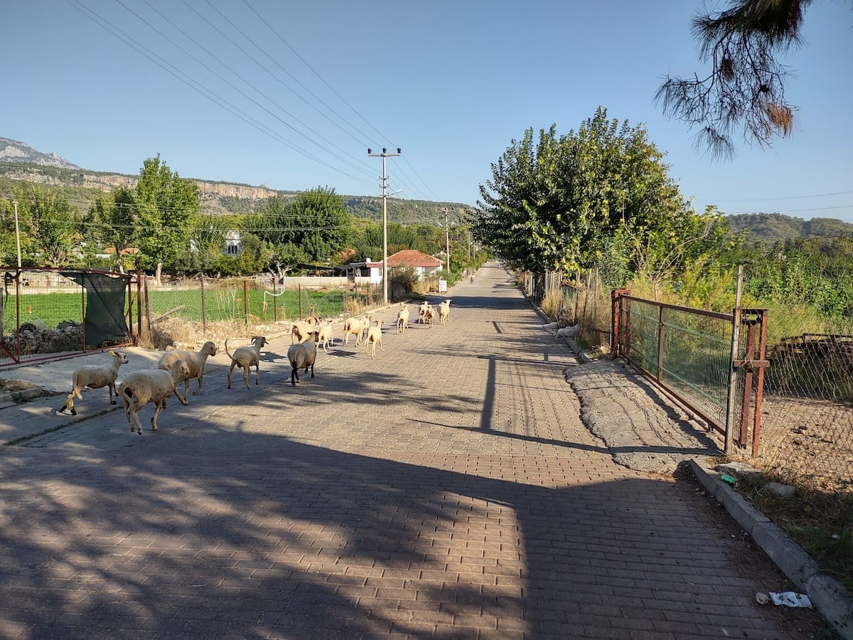 Livestock on road departing Tekirova for Phaselis ruins